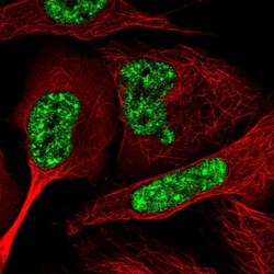 C6orf226 Antibody, Novus Biologicals 25 &mu;L; Unlabeled:Antibodies, Polyclonal